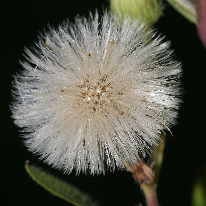 Изображение особи Erigeron podolicus.