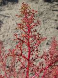 Teloxys aristata