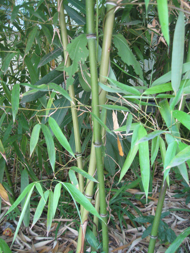 Изображение особи Phyllostachys viridis.