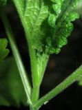 Scrophularia scopolii. Черешки молодых листьев. Крым, Ялта, в культуре из Никитского сада. 28 мая 2012 г.