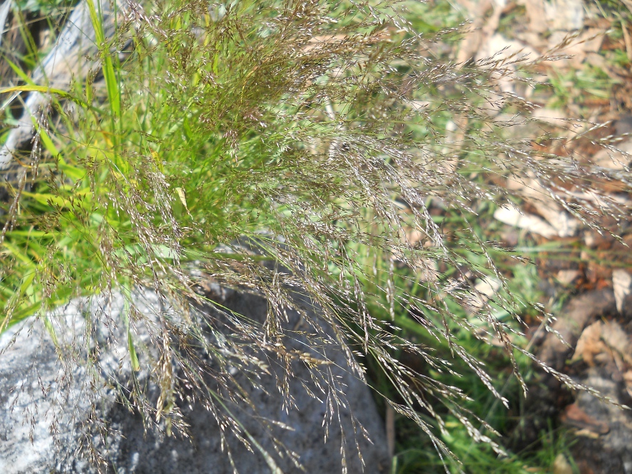 Изображение особи Agrostis clavata.