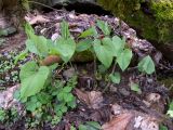 Aristolochia iberica