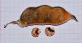 Lupinus pilosus. Зрелый плод и семена (местный вид, используемый в озеленении). Израиль, Шарон, г. Герцлия, клумба. 04.05.2013.