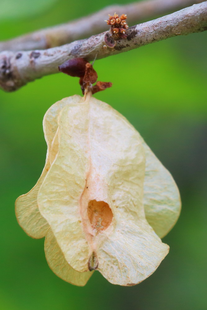 Изображение особи Ulmus pumila.