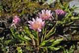 Taraxacum lilacinum