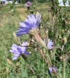 Lactuca tatarica