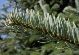 Abies подвид equi-trojani