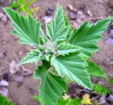 Althaea officinalis