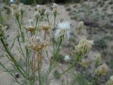 Centaurea appendicata