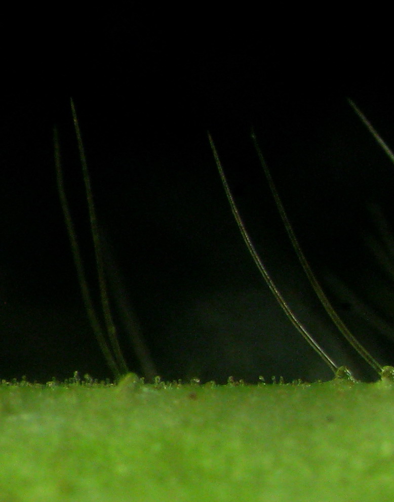 Image of Agrimonia viscidula specimen.