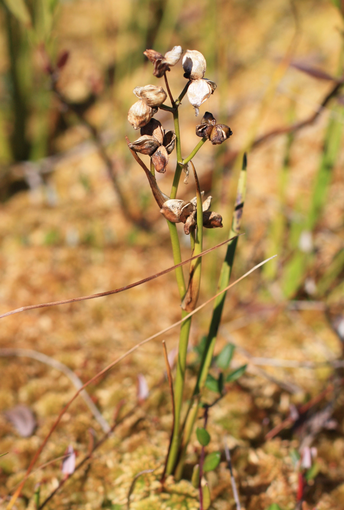 Изображение особи Scheuchzeria palustris.