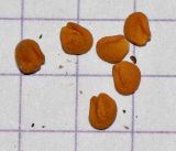Medicago orbicularis. Семена. Израиль, Нижняя Галилея, г. Верхний Назарет, выположенная вершина горы. 11.08.2014.