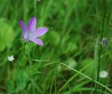 Campanula altaica