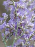 Limonium popovii