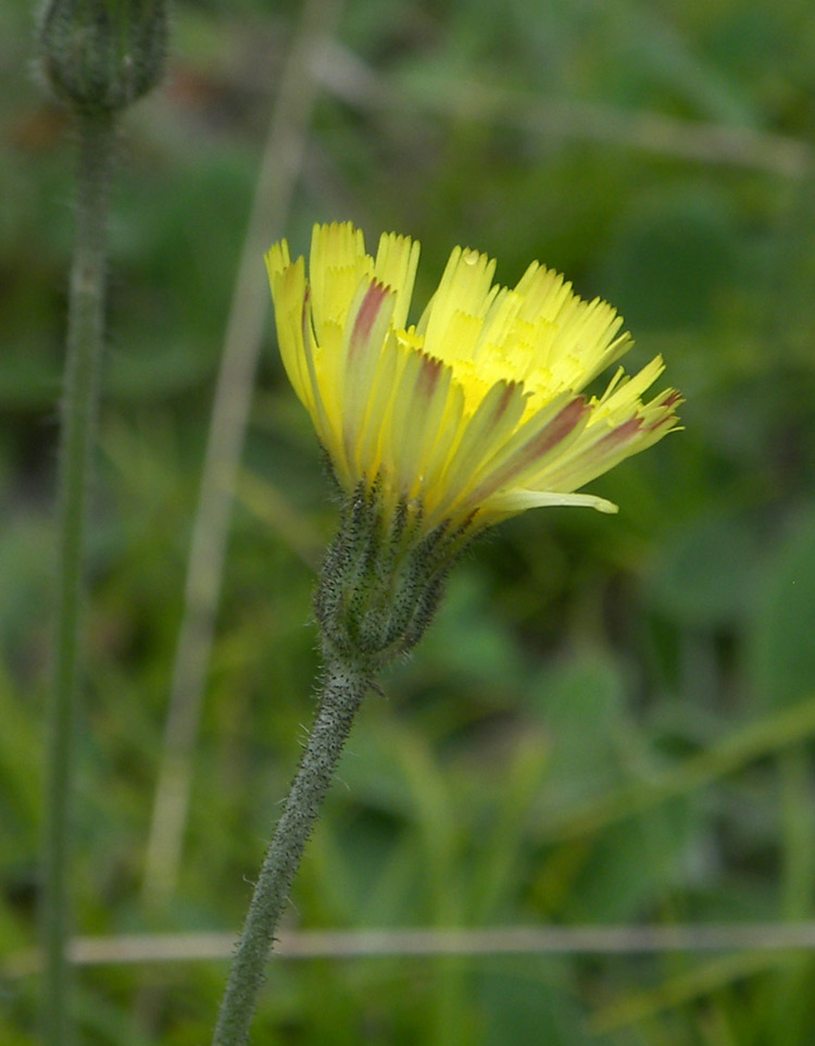 Изображение особи Pilosella officinarum.