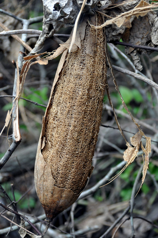 Изображение особи Luffa aegyptiaca.