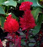 Celosia argentea. Верхушки цветущих растений. Крым, Симферополь, ботанический сад университета. 05.10.2015.