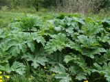 Heracleum sosnowskyi