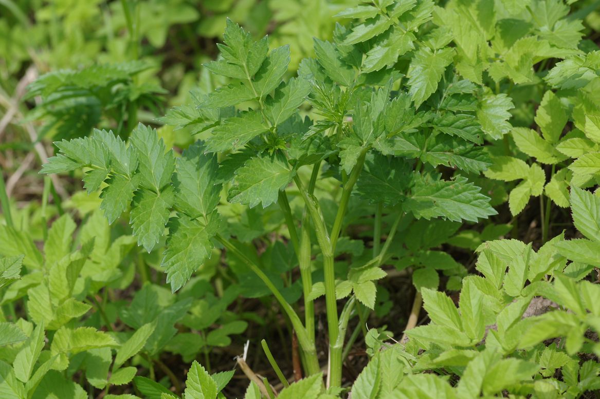 Изображение особи Pimpinella major.