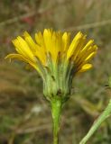 Hieracium virosum