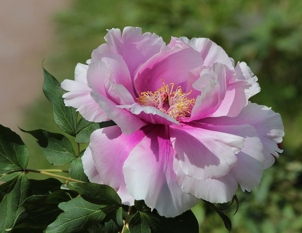 Изображение особи Paeonia suffruticosa.