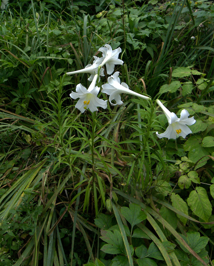 Изображение особи Lilium longiflorum.