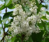 Syringa vulgaris. Соцветия. Иркутск, в озеленении улицы. 30.05.2015.