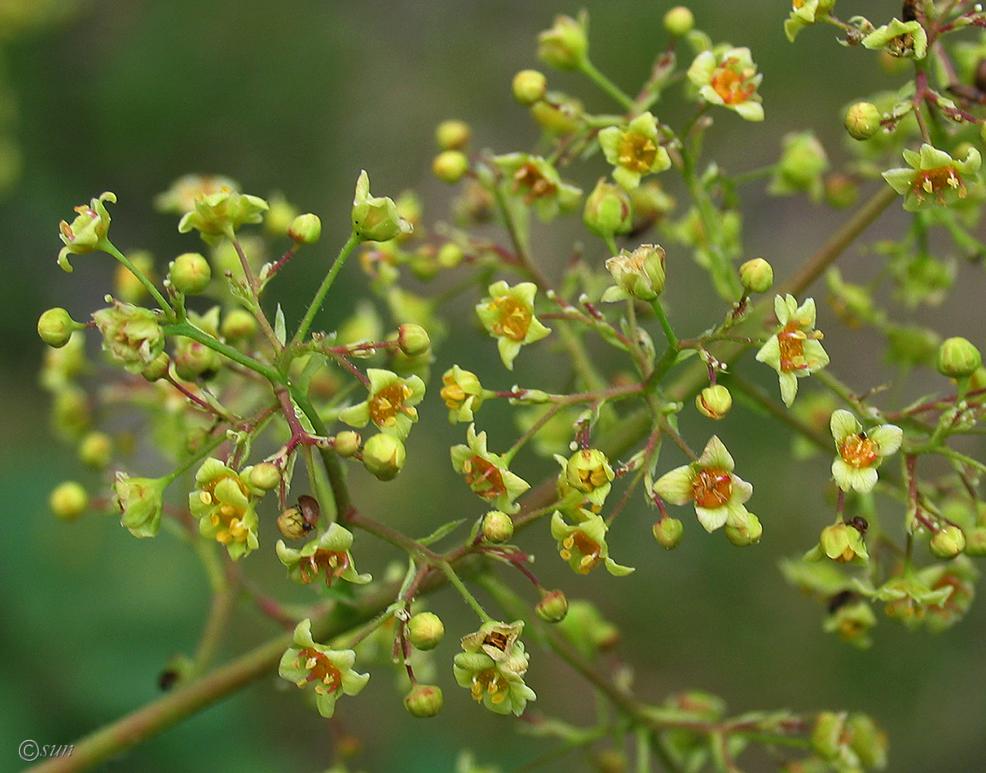 Изображение особи Cotinus coggygria.