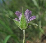 Geranium columbinum. Цветок (вид со стороны чашечки). Краснодарский край, Абинский р-н, гора Папай, склон вершины Западный Папай. 30.04.2017.