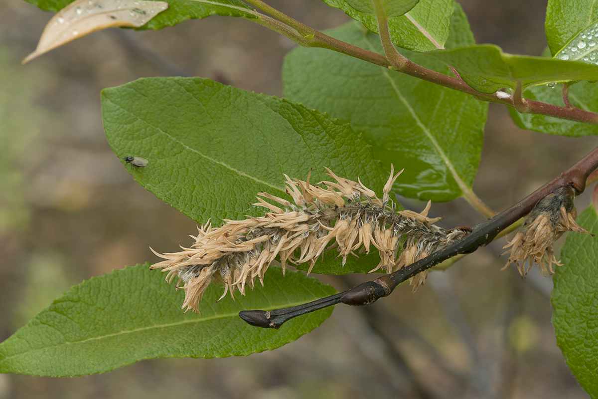 Изображение особи Salix jenisseensis.