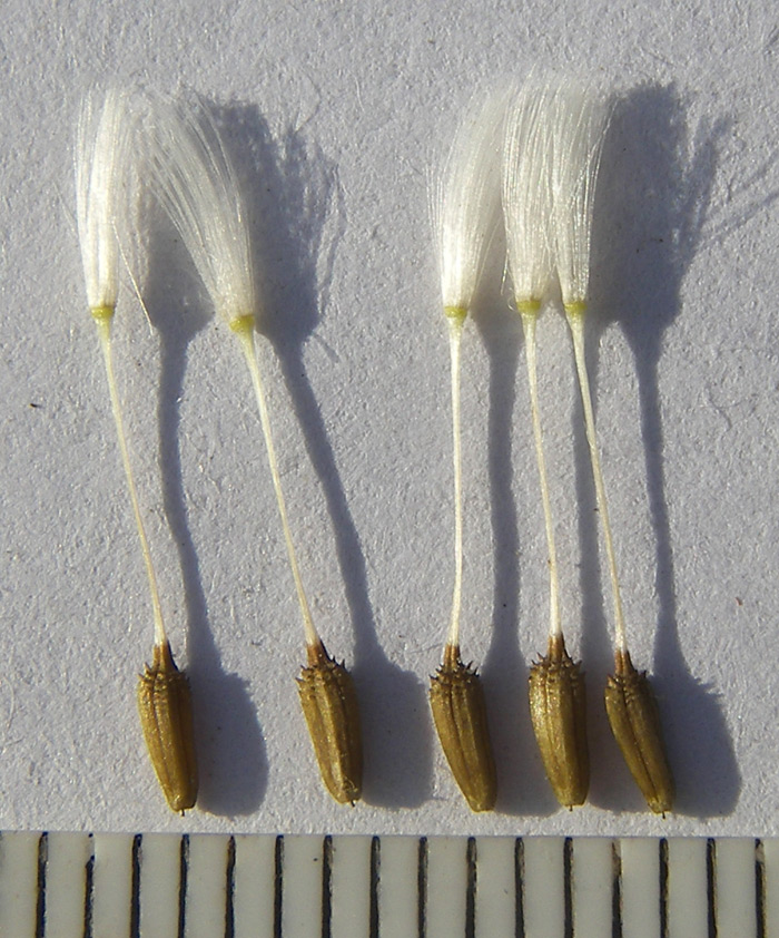 Image of Taraxacum officinale specimen.