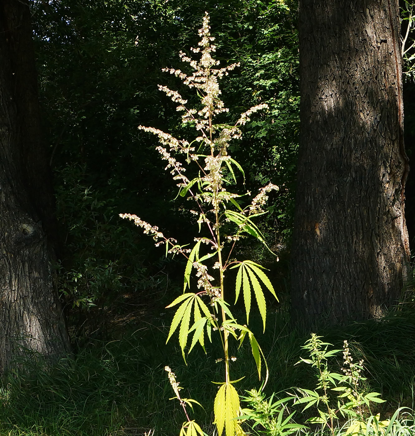 Image of Cannabis sativa var. spontanea specimen.