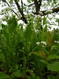 Myosotis sylvatica. Цветущее растение (гипохромная форма). Беларусь, Гродненская обл., Новогрудский р-н, дачи НЗГА, обочина грунтовой дороги. 07.05.2014.