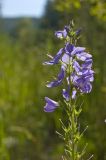 Veronica teucrium. Верхушка частично отцветшего соцветия. Южный Урал, Челябинская обл., р. Ай, правый берег ниже пос. Межевой, опушка леса. 9 июля 2016 г.