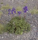 Delphinium caucasicum. Цветущее растение. Северный Кавказ, северные склоны Эльбруса, урочище \"Аэродром\", выс. ок. 2850 м н.у.м. 26.07.2011.