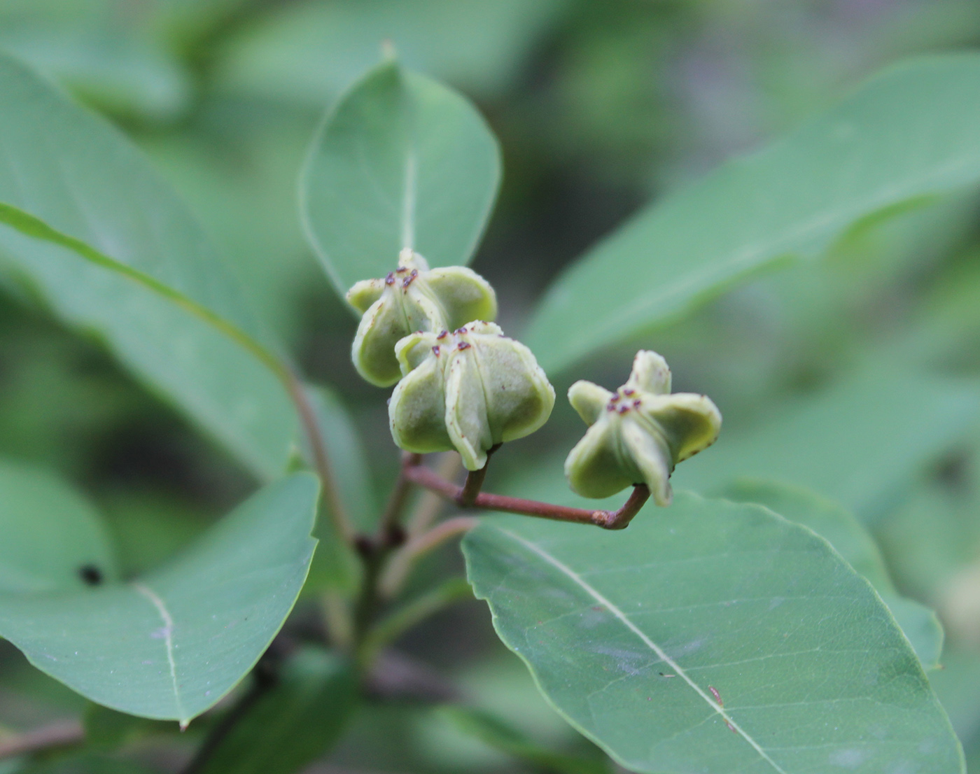 Изображение особи Exochorda korolkowii.