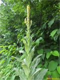 Verbascum densiflorum