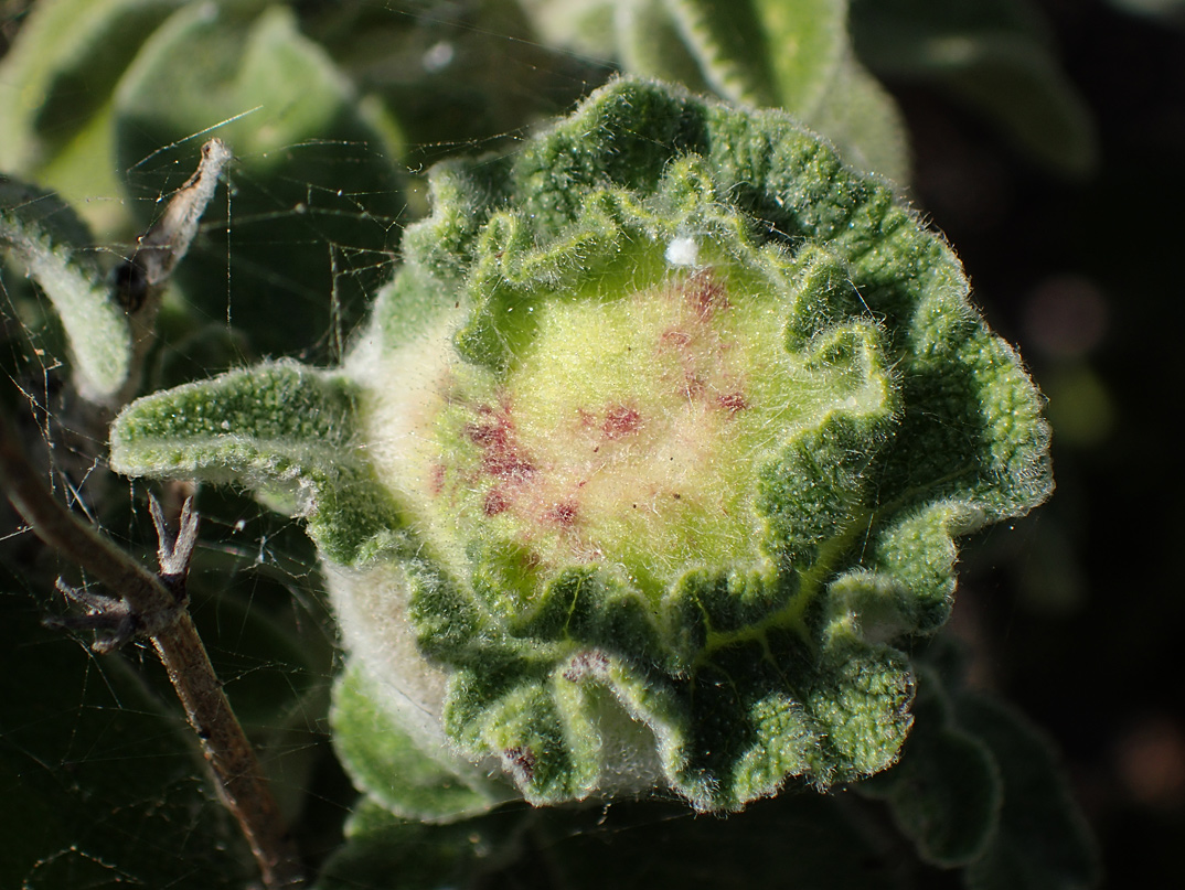 Изображение особи Salvia fruticosa.