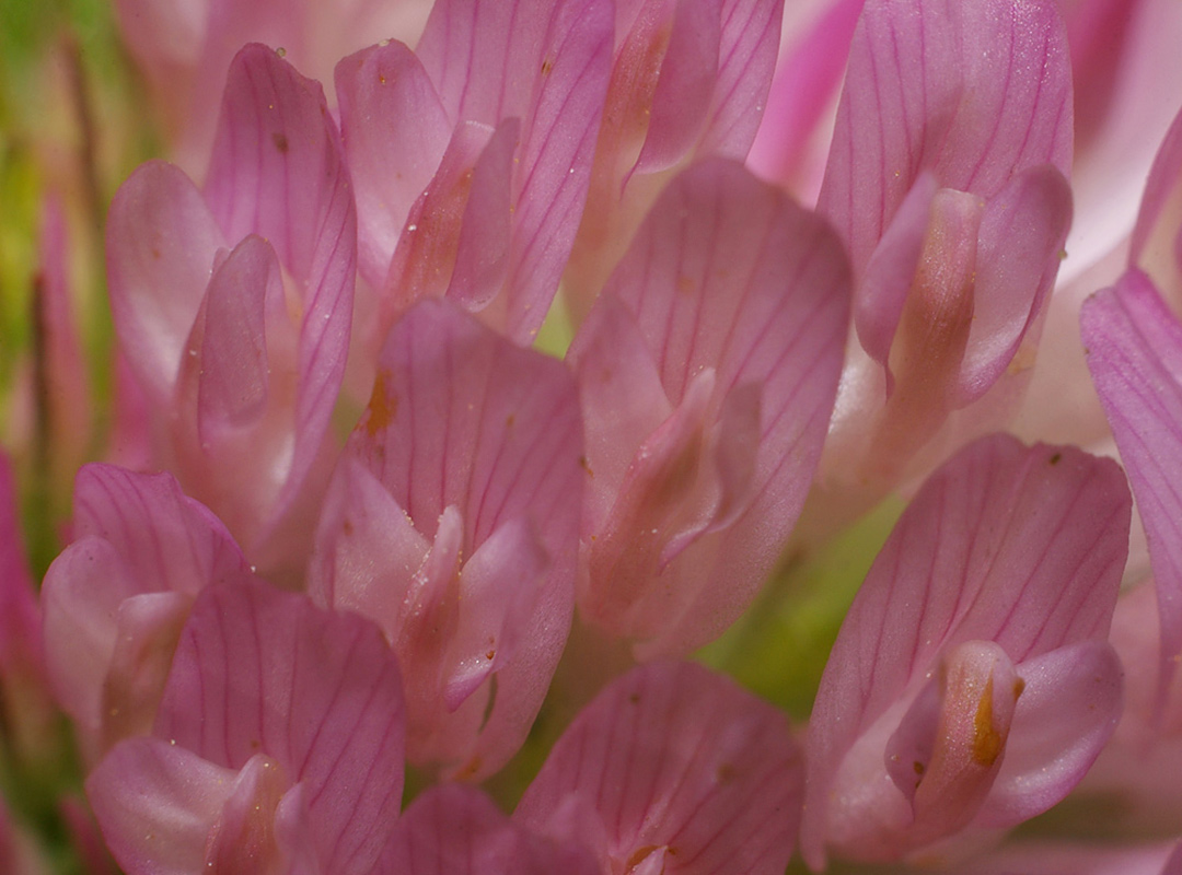 Изображение особи Trifolium pratense.