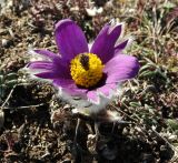 Pulsatilla taurica