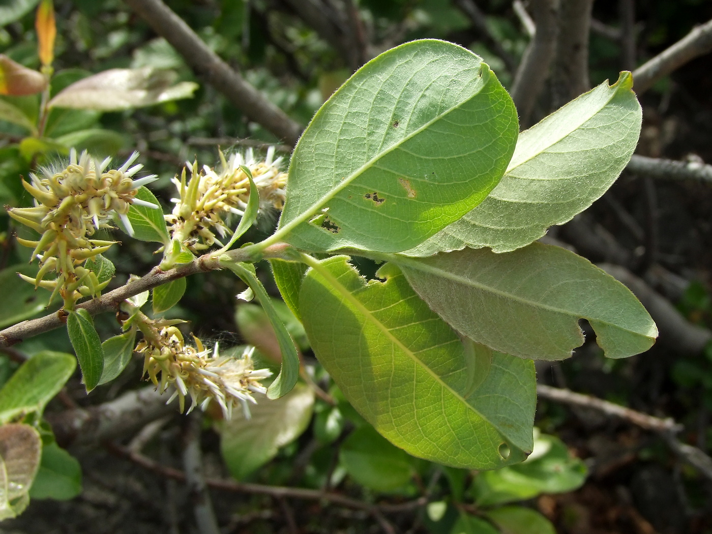 Изображение особи Salix abscondita.