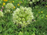 Allium victorialis