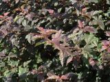 Physocarpus opulifolius. Верхушки веточек. Иркутск, городской сквер, в культуре. 25.08.2019.