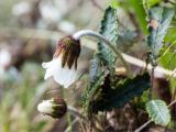 Dryas punctata. Цветки и листья. Среднесибирское плоскогорье, плато Путорана, дол. р. Курейка, граница ольховника и галечной отмели на острове в русле реки. 24.06.2017.