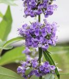 Vitex agnus-castus. Часть соцветия. Краснодарский край, Динской р-н, окр. станицы Пластуновская, правый берег р. Ставок, монастырь Богоматери Всецарицы. 09.08.2018.