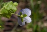 Veronica filiformis