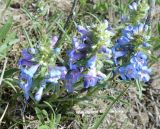 Penstemon glaber