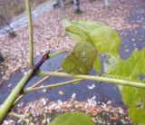 Catalpa bignonioides. Верхушка побега. Тверская обл., г. Тверь, Пролетарский р-н, Китайский парк, в озеленении. 4 ноября 2020 г.