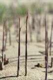 Phragmites australis. Молодые побеги. Ленинградская обл., Кингисеппский р-н, окр. дер. Урмизно, песчаный берег Финского залива, зона заплеска. 09.05.2020.