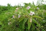 Solanum incanum